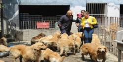 Clausuran criadero clandestino de perros en Iztapalapa