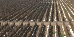 Piden no mezclar dumping al tomate con renegociación del TLC