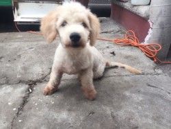 Esterilizaciones gratis en la colonia Juan Carrasco