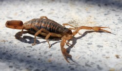Aumentan picaduras de alacranes: Flores