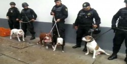 Desarticulan banda que usaba perros pitbull para robar