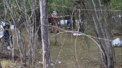Ejército localiza narcolaboratorio en el Zapote de los Cázares