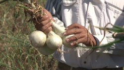 Agricultores reconocen que contaminan ambiente: AARP