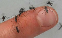 ¡Alerta! hay más moscos en Mazatlán