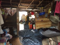 Atacan a los alacranes en colonias e invasiones