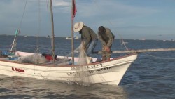 Reportan buenas capturas de camarón pescadores de Navolato