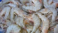 Bajas capturas de ribereños: Secretario de Pesca