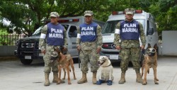 Perros rescatistas, apoyan en la búsqueda de desaparecidos por sismos