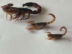 Las lluvias traen alacranes y moscos