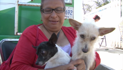 Servicios de esterilización gratuita de perros y gatos