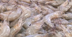 Kilo de camarón se oferta hasta en 180 pesos en el "Garmendia"