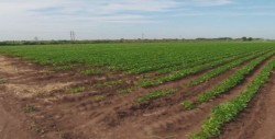 Pedirán revertir reducción del Presupuesto Agrícola 2018
