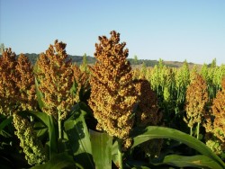 Se capacitan para el combate del pulgón amarillo del sorgo