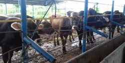 Avance de casi el 80 % registra Programa de mejora genética ganadero