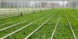 Busca AMHPAC cultivar plantas medicinales