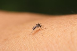 Localizados focos rojos en proliferación de moscos: Vectores