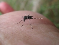 20 casos de dengue clásico confirmados en Mazatlán: Dr Mora