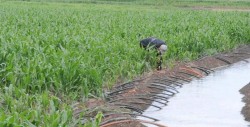 Reducirán superficie de maíz por falta de agua