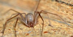 Bebé muere por picadura de araña violinista