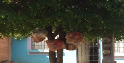 Con problemas de recolección de basura en Villa Residencial Bonita