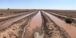 Aumento de temperatura provoca pérdidas agrícolas en Sonora