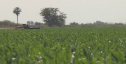 El productor decidirá la compra de coberturas