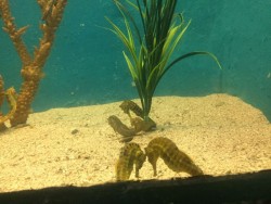 Otorgan premio nacional a Acuario Mazatlán