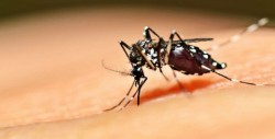 Guanajuato ocupa el primer lugar en casos de dengue