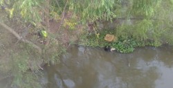 Encuentra cuerpo flotando en el río Tamazula