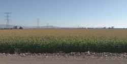Falta de interés por cultivar maíz amarillo