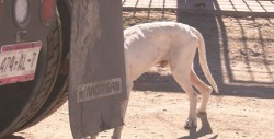 Ayuntamiento se dará a la tarea de esterilizar perros y gatos