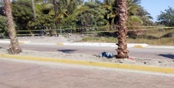 Muere motociclista al impactarse contra palmera
