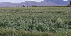 Productores temporaleros plantean problemas por escasez de lluvias