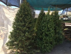 Comienza la venta de pinos naturales