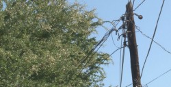 Arboles crecidos un problema en la colonia Rosales