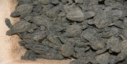 Posibles afectaciones al santuario de la Tortuga en Elota