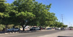 Solicitan intervención municipal para recortar árboles en la Hidalgo
