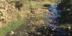 Foco de infección arroyo por calle Natividad Macías