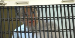 Elba Esther dejará la prisión